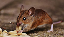 24 Hour & Emergency Exterminators in S Portland, ME